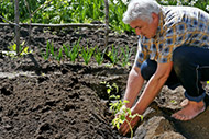 6 Ways to Improve Health through Gardening 