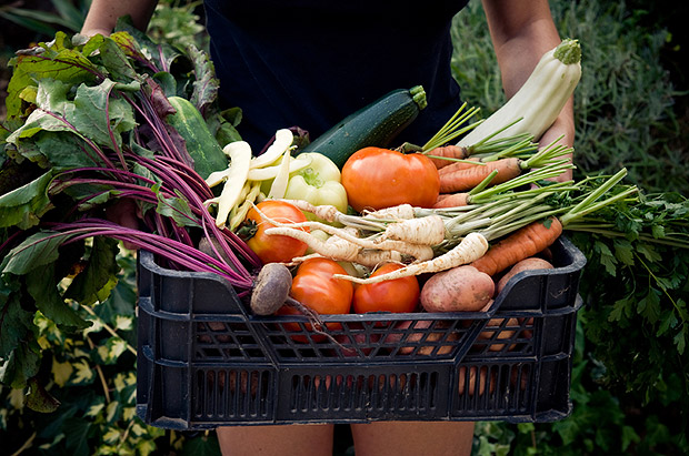 Community Supported Agriculture (CSA) Programs