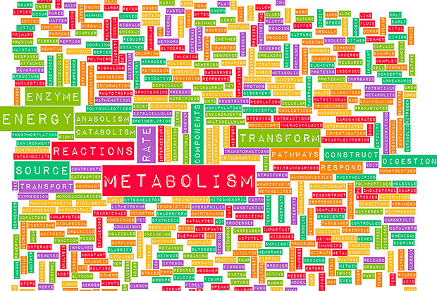 What is metabolism?