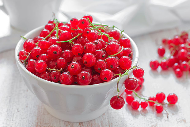 New Berries to Try -- Red Currant