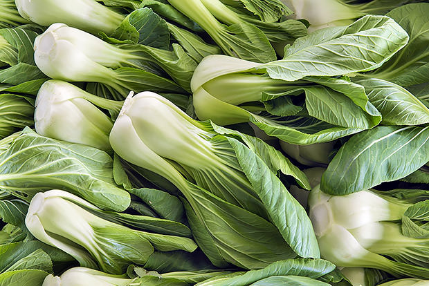 Nutritious Greens - Bok Choy